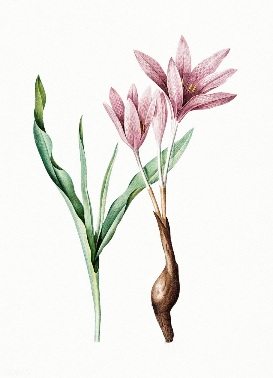 Безвременник осенний (Colchicum autumnale l.).