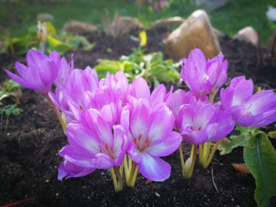 Колхикум безвременник