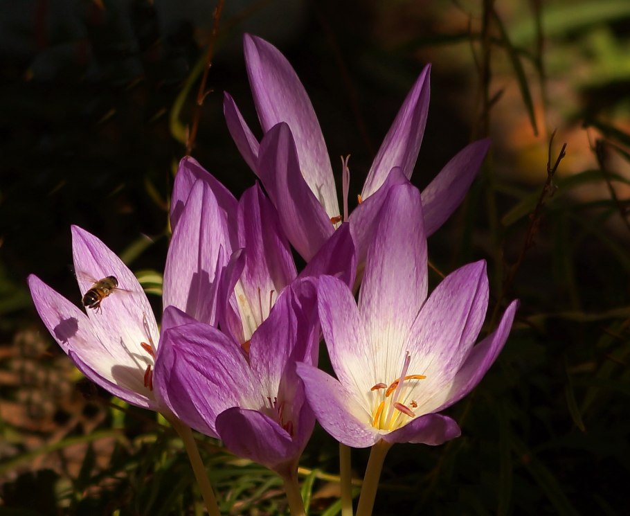 Безвременник осенний Уотерлили
