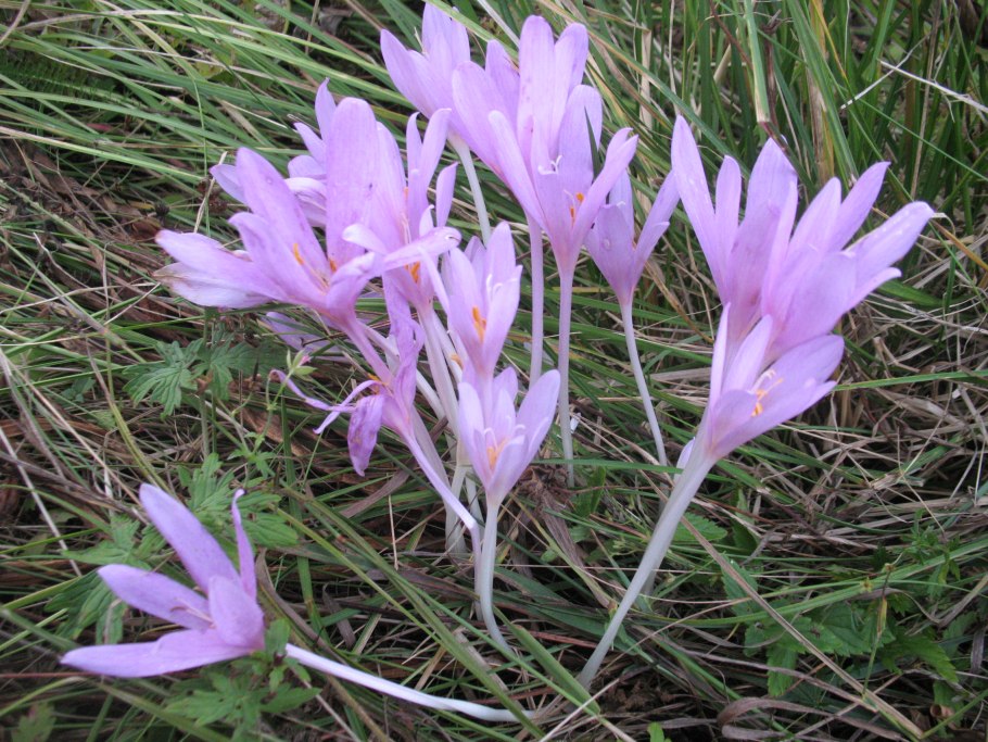 Крокус осенний безвременник