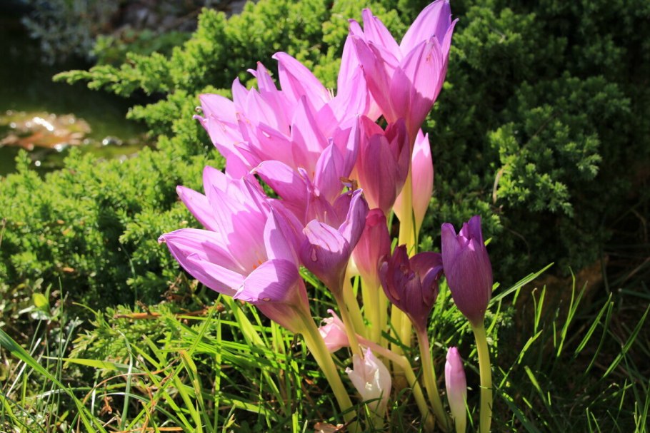 Колхикум безвременник осенний