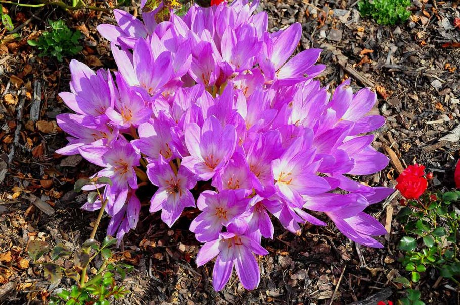 Безвременник анкарский