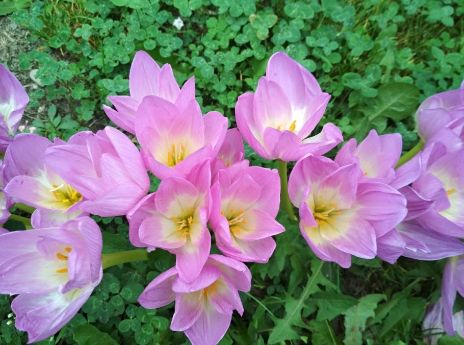 Крокус Ботаническая иллюстрация