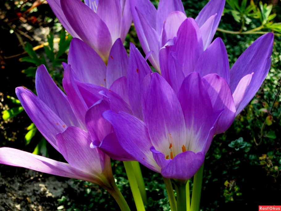 Colchicum Lilac Wonder