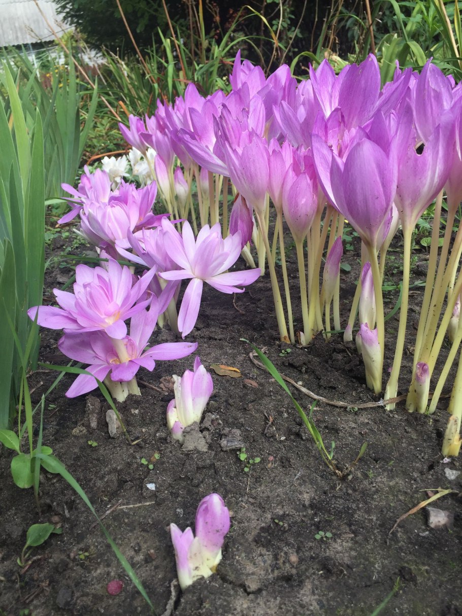 Безвременник жёлтый