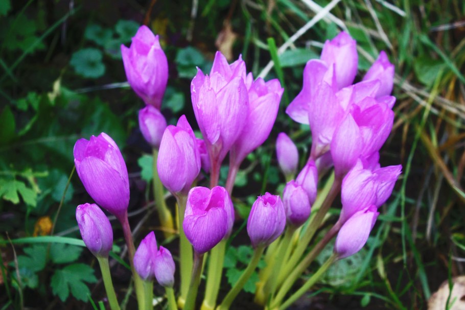 Безвременник змеевиковый