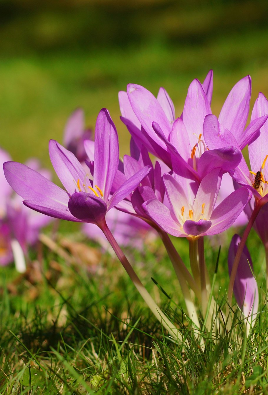 Безвременник Джайант