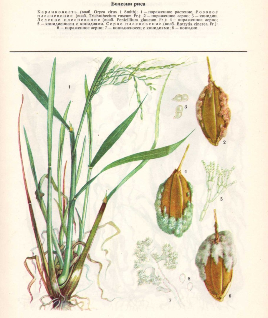 Однодольные сорняки