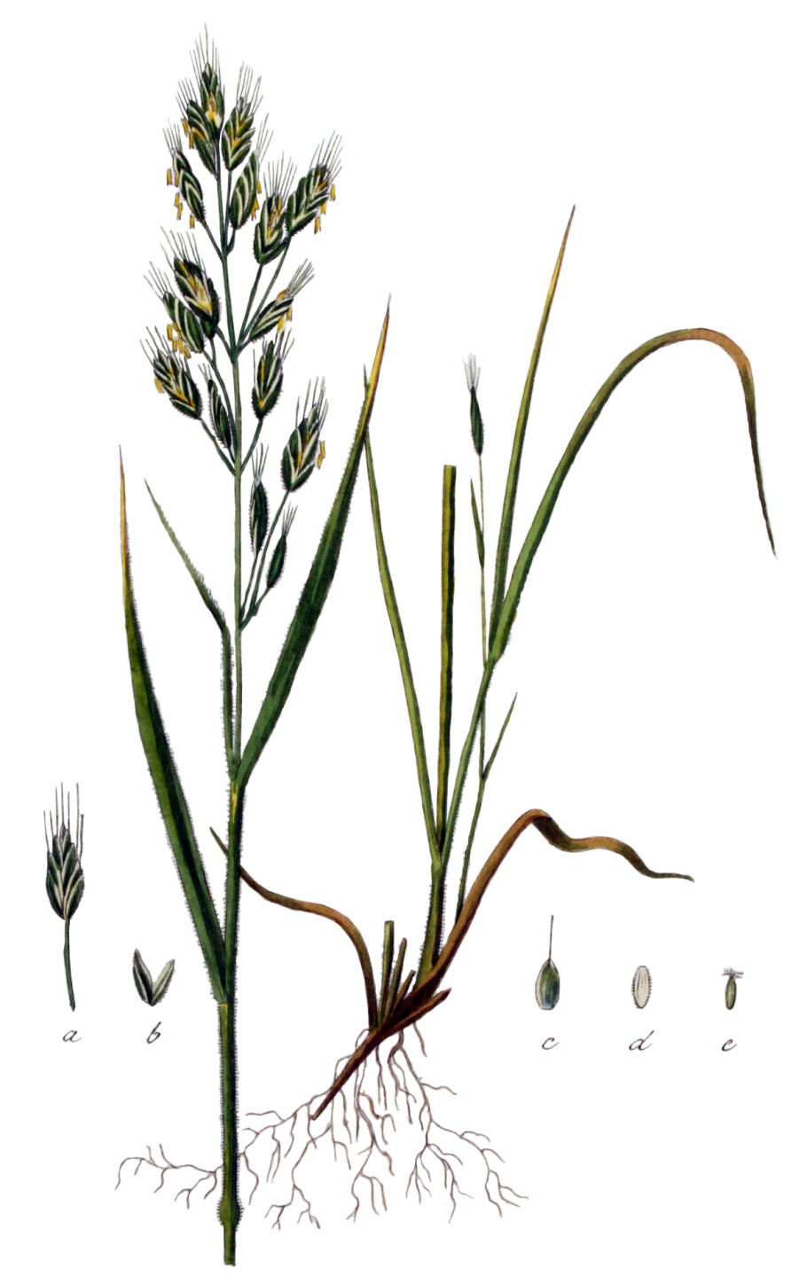 Тип соцветия кукурузы