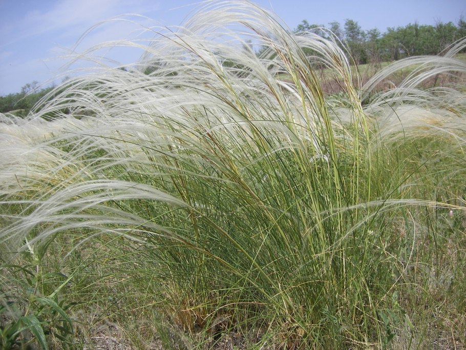 Ковыль волосатик Stipa capillata
