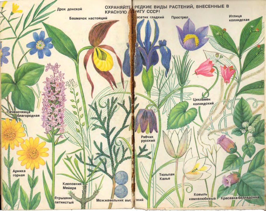 Бухарник шерстистый