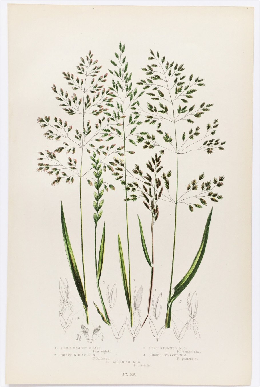 Лето Якутия Сардаана сибэкки