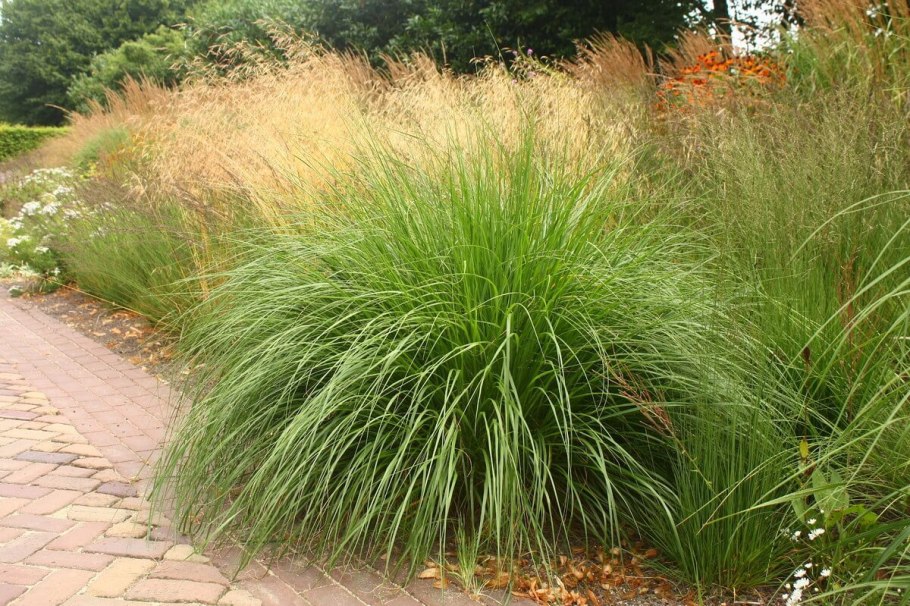 Душистый колосок обыкновенный