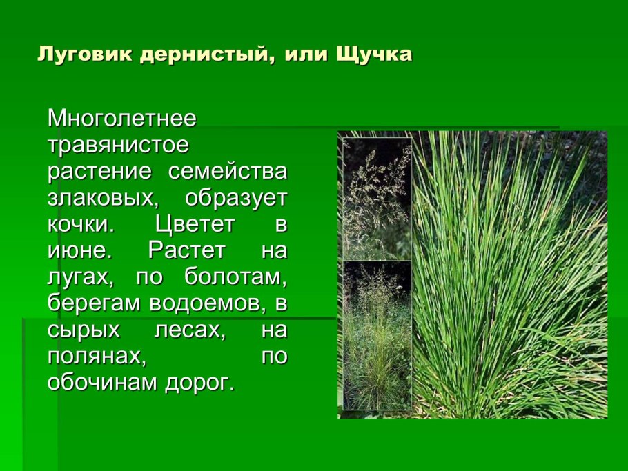 Многолетние травянистые растения семейства злаковых