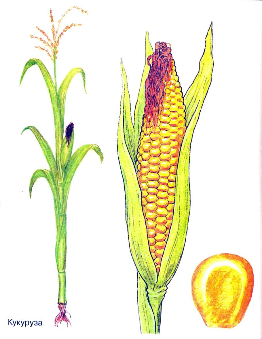 Arctagrostis latifolia