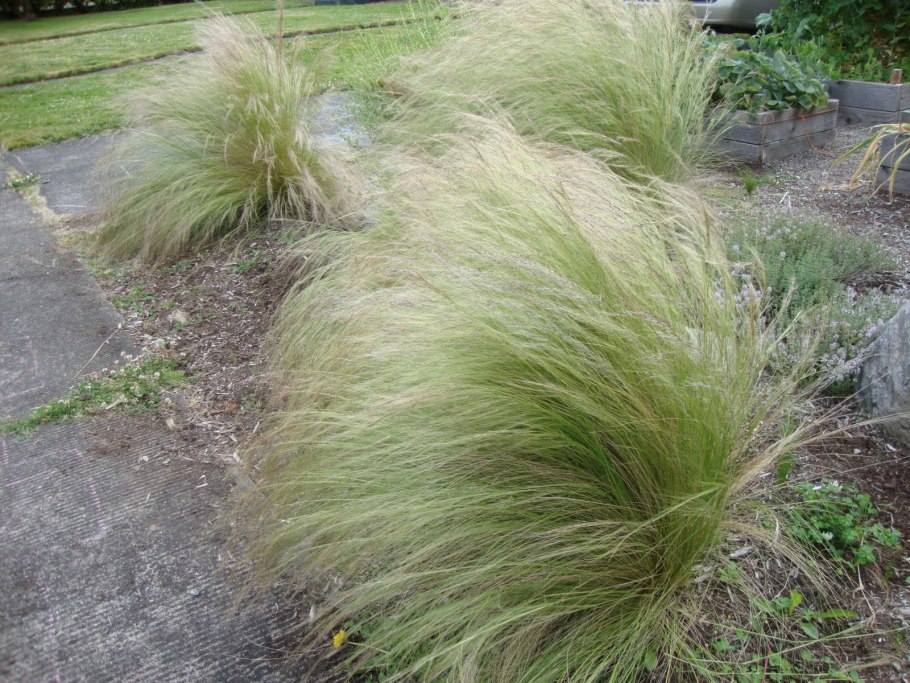 Ковыль ячмень гривастый (Hordeum jubatum)