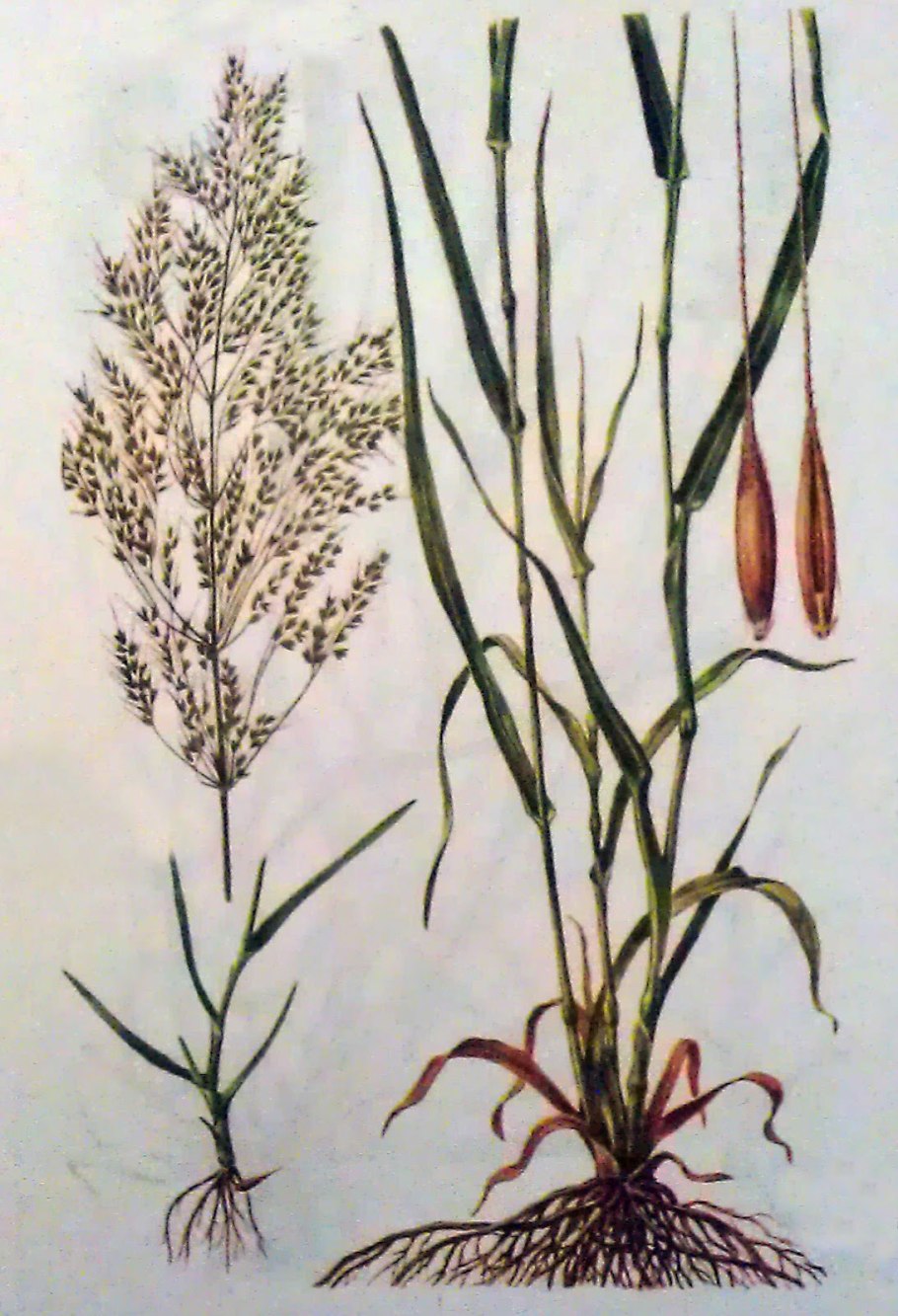 Мятлик однолетний – POA annua