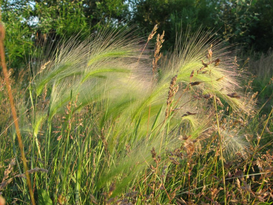 Болезнь хлебных злаков 7 букв