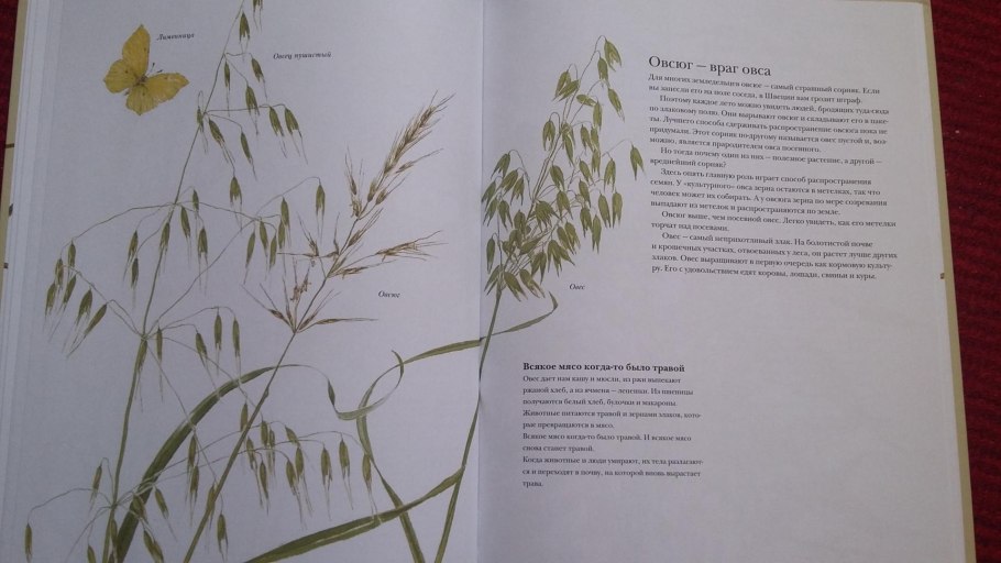 Овсяница Типчак