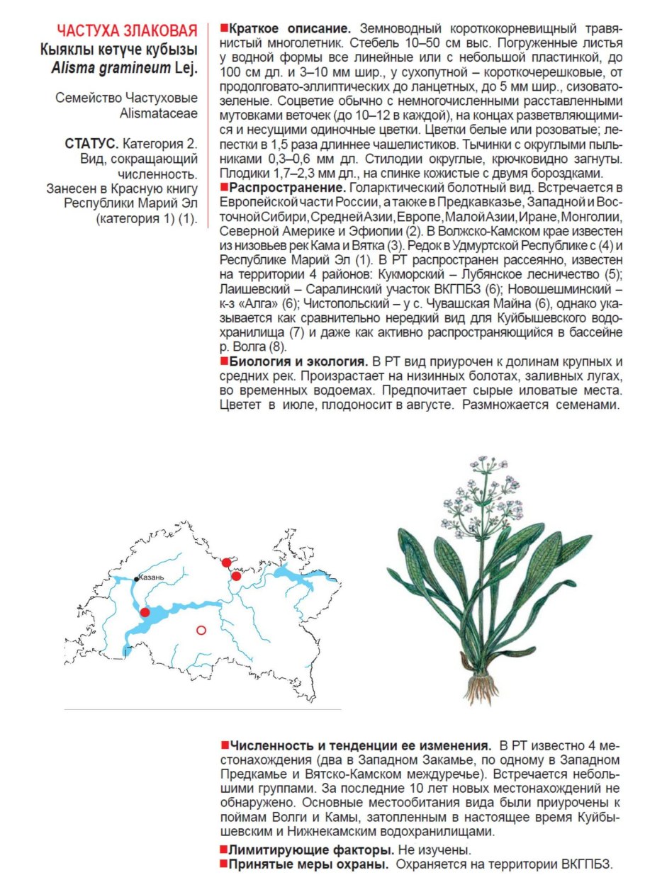 Семейство злаковые Мятликовые общая характеристика