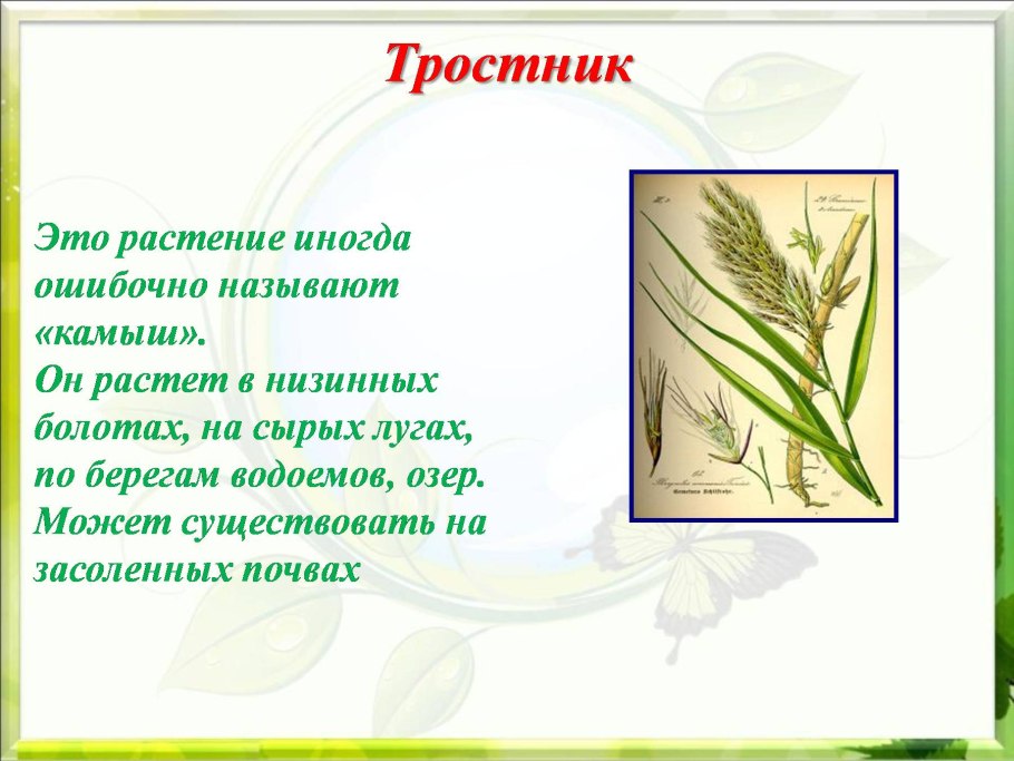 Цингерия Биберштейна в Астраханской области