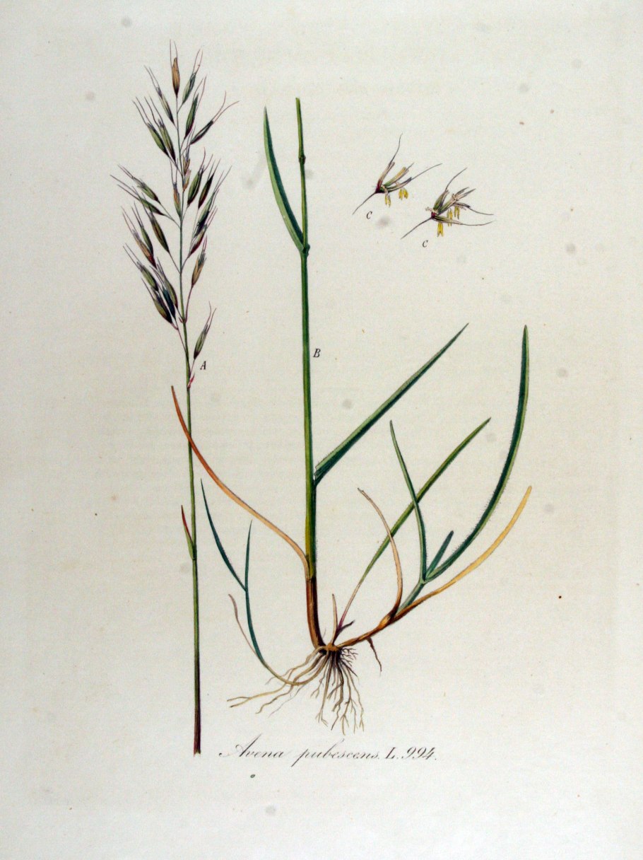 Овсяница луговая (festuca pratensis)