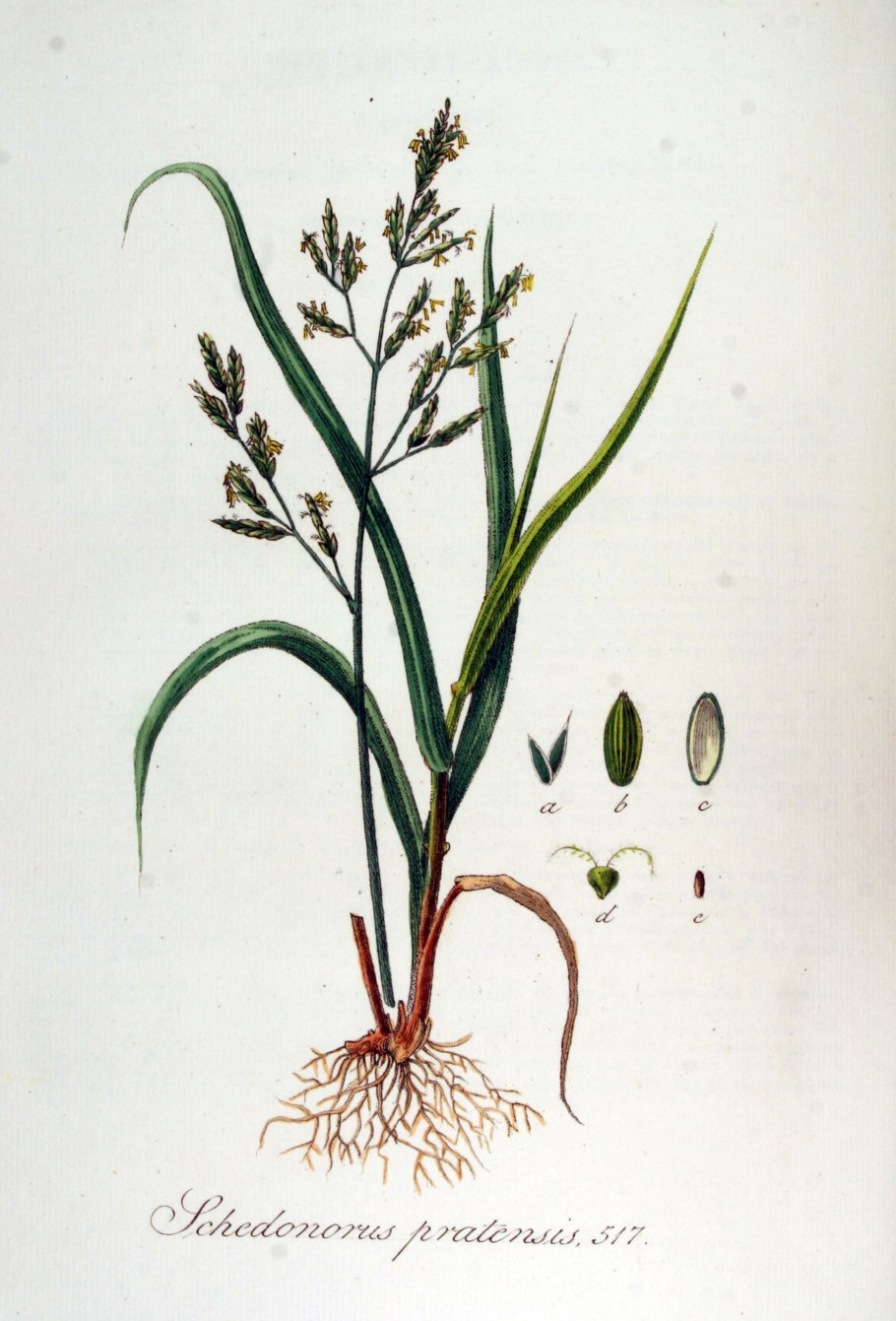 Ковыль перистый (Stipa pennata)