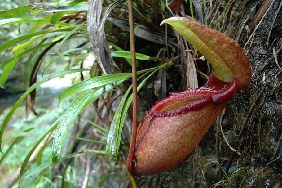 Дионея Венерина мухоловка