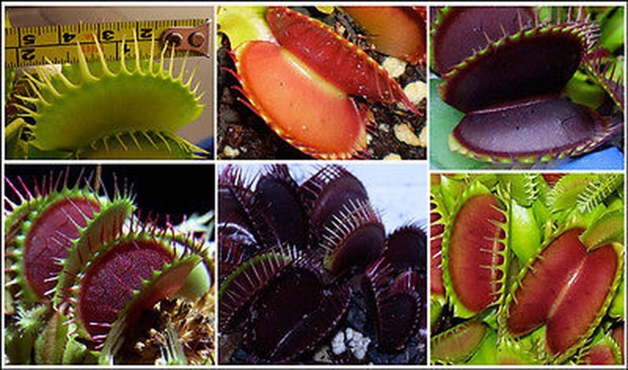 Непентес Хукериана