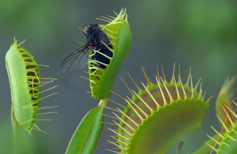 Непентес Аттенборо