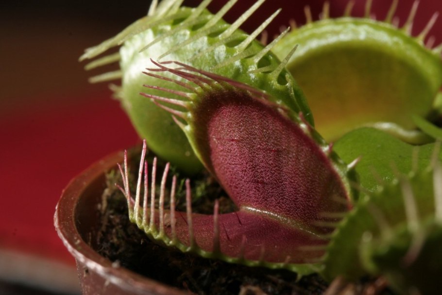 Venus Flytrap from Seed