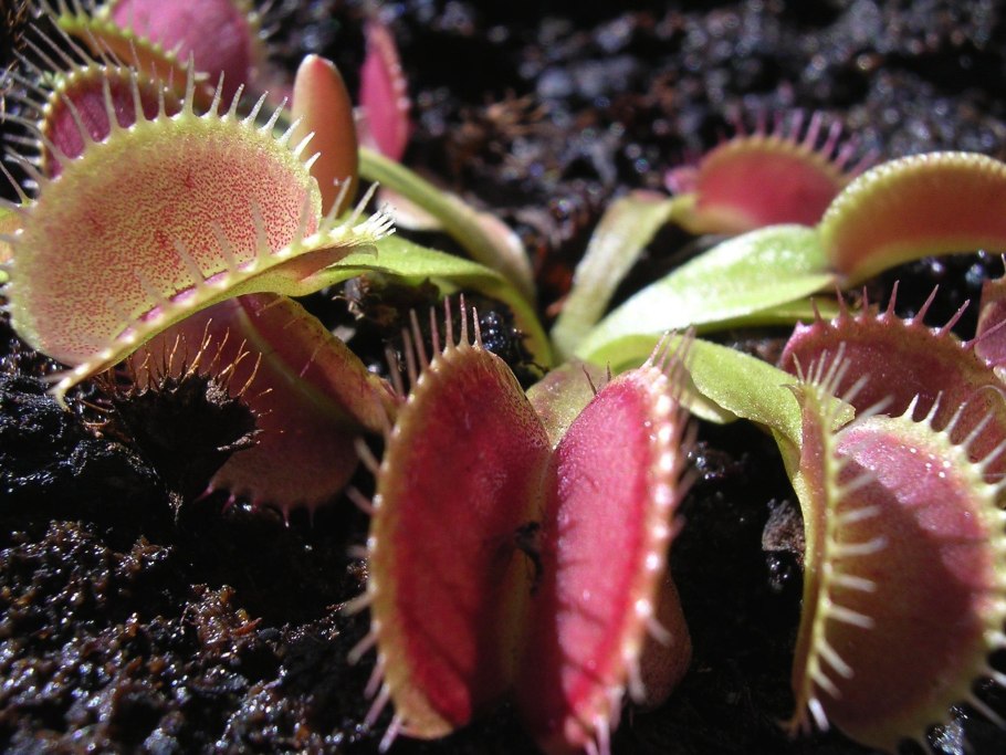 Росянка Капская