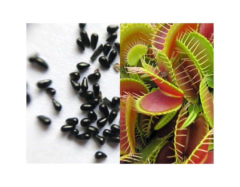 Лиана непентес Раджа