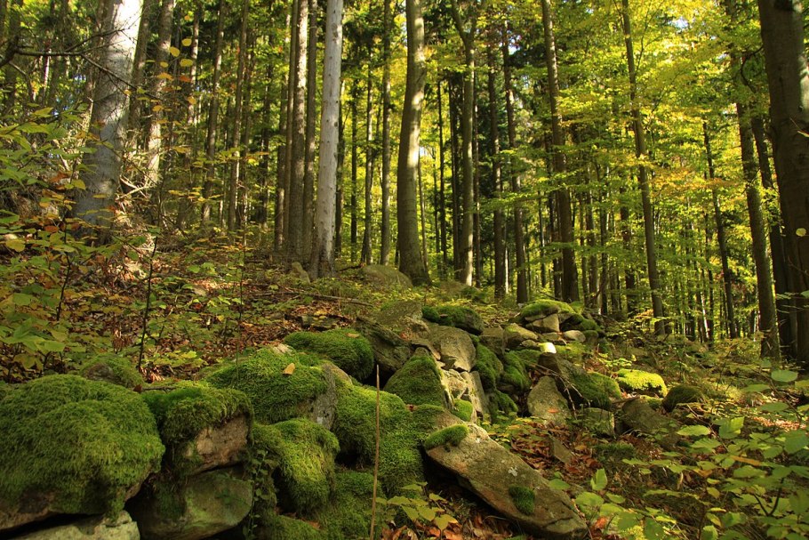 Широколиственный лес животные бурый медведь