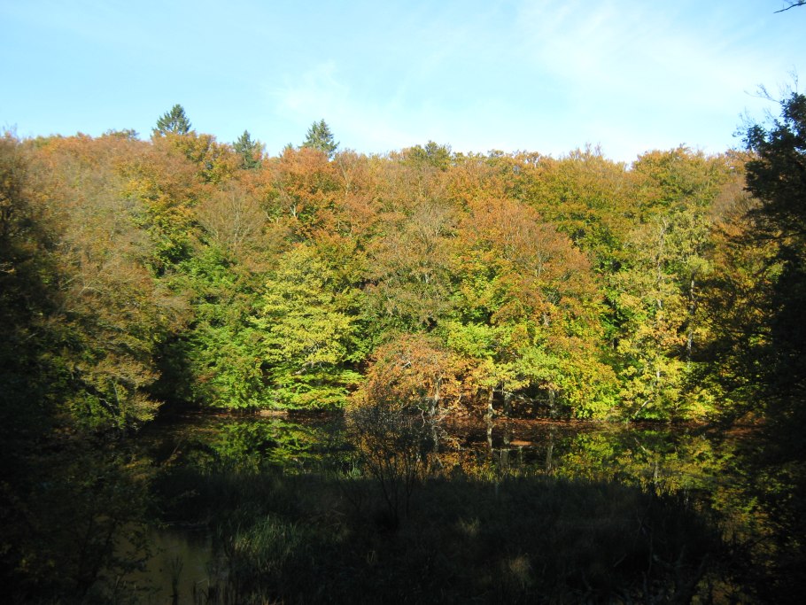 Долинный широколиственный лес