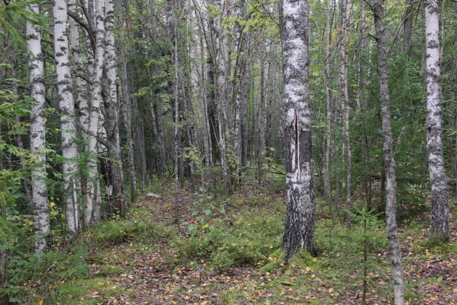 Щапинские Ельники Камчатка