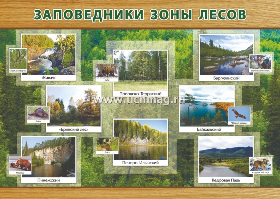 Заповедники в зоне лесов