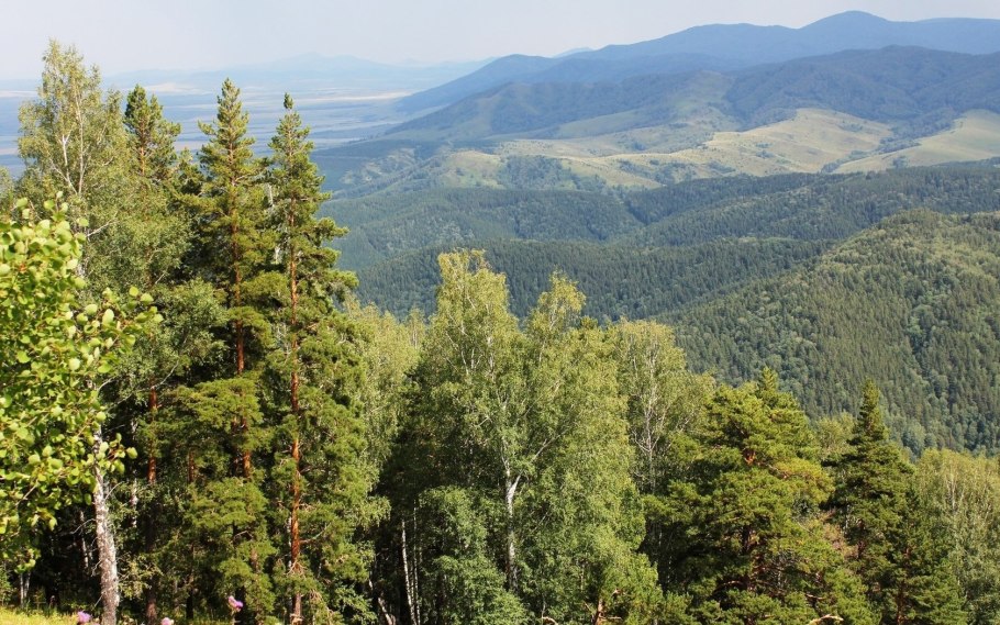 Водлозерский национальный парк волк