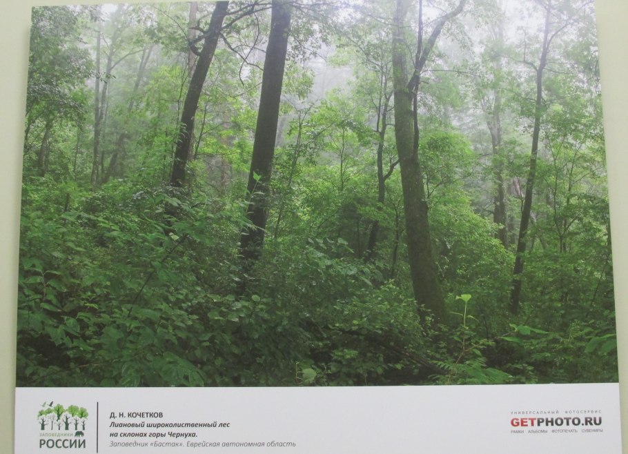 Сихотэ-Алинский заповедник Кедровый лес