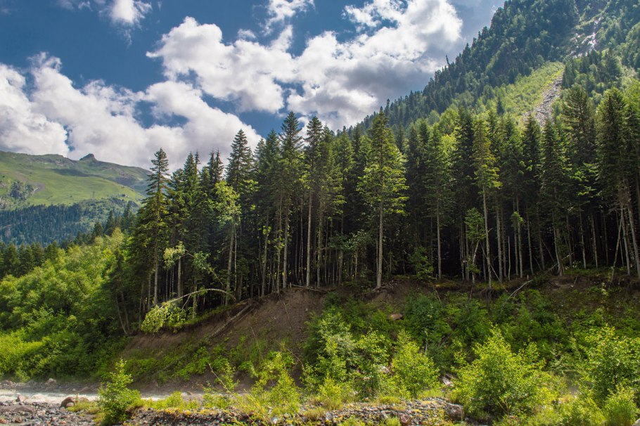 Кавказский заповедник пихта кавказская