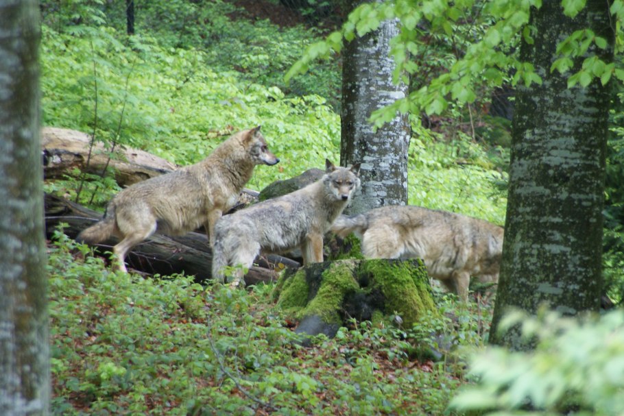 Приокско-Террасный заповедник лес