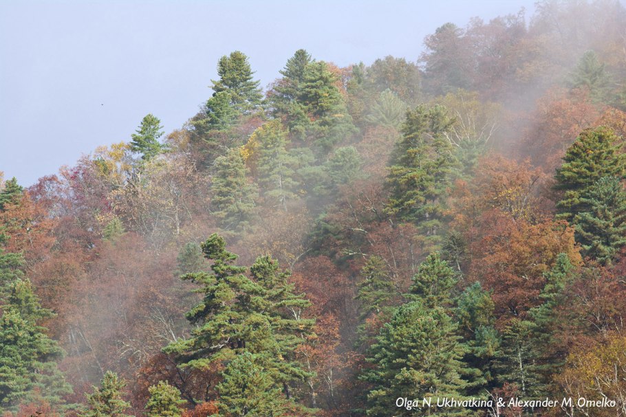 Уссурийская Тайга Сихотэ Алинь