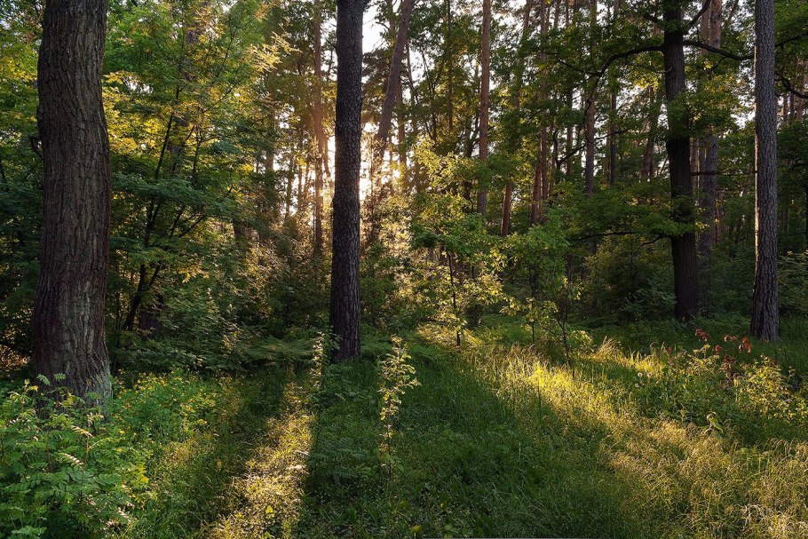 Приморский край Уссурийская Тайга