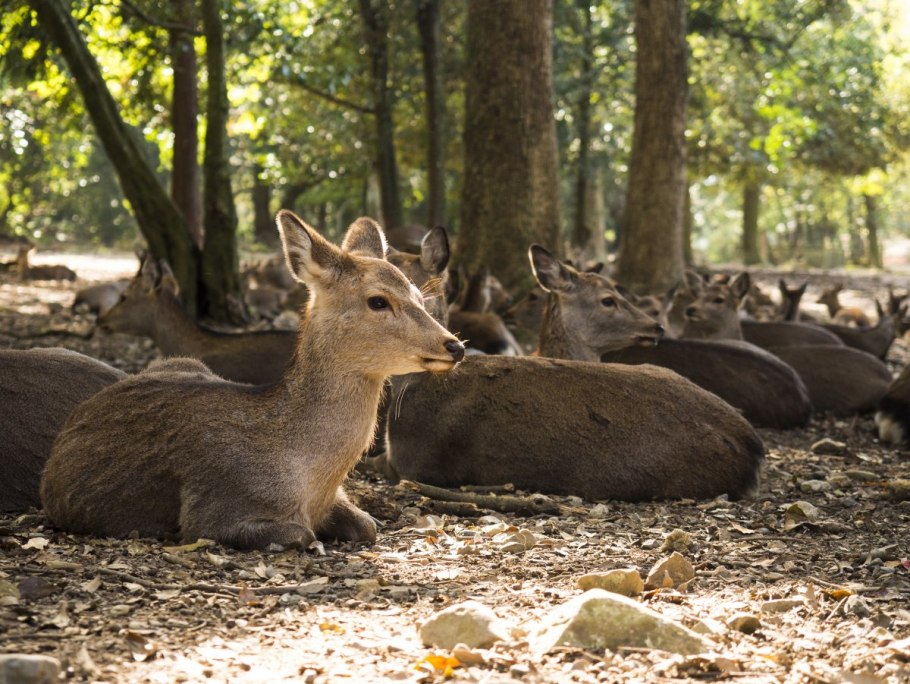 Хвойно-широколиственные леса дальнего Востока