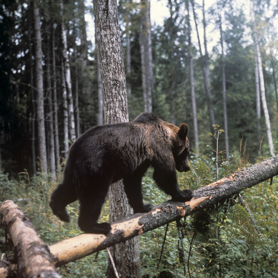 Ильменский заповедник осенью