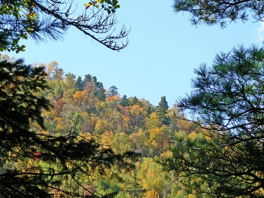 Косуля Самурский лес