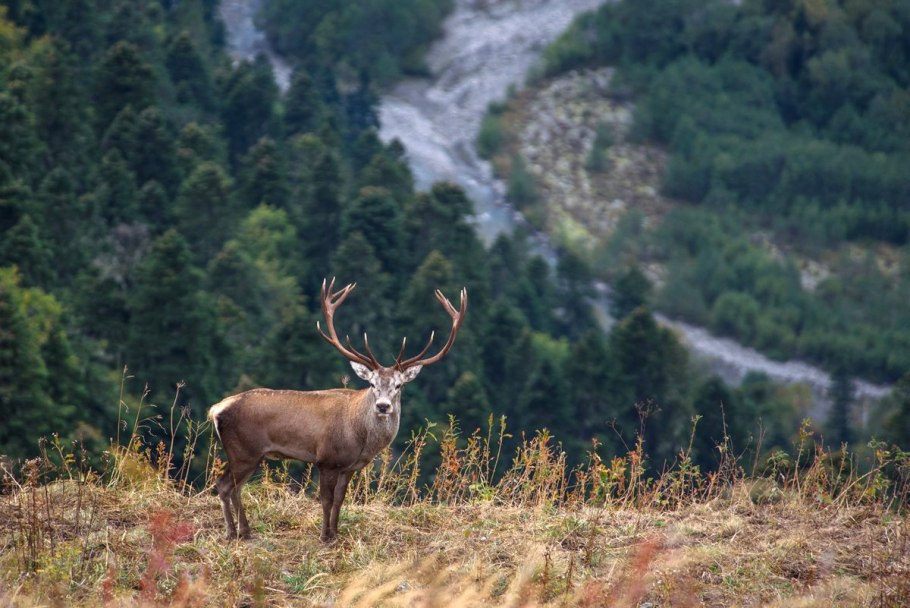 Сочинский национальный парк благородный олень