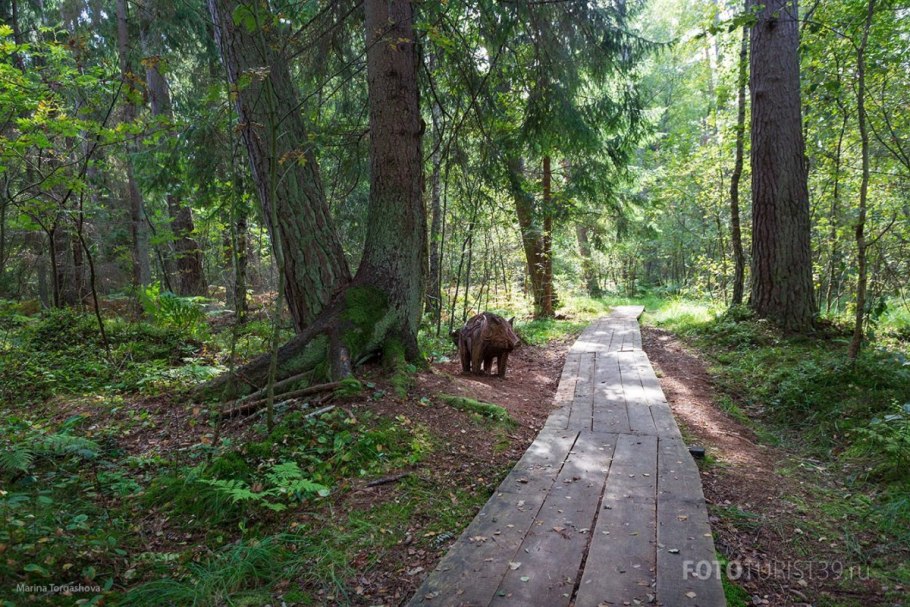 Buried Forest deciduous Insulated