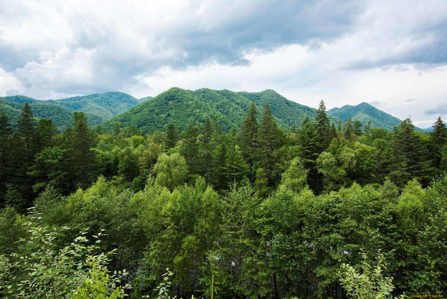 Леса Тебердинского заповедника Карачаево Черкессия