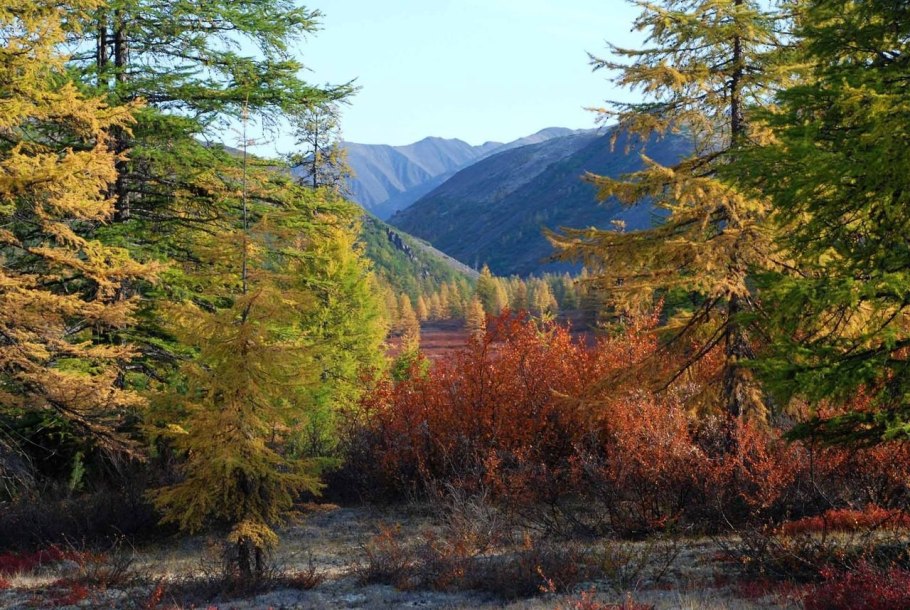 Лес Чувашии